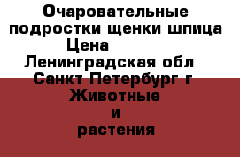Очаровательные подростки-щенки шпица › Цена ­ 10 000 - Ленинградская обл., Санкт-Петербург г. Животные и растения » Собаки   
